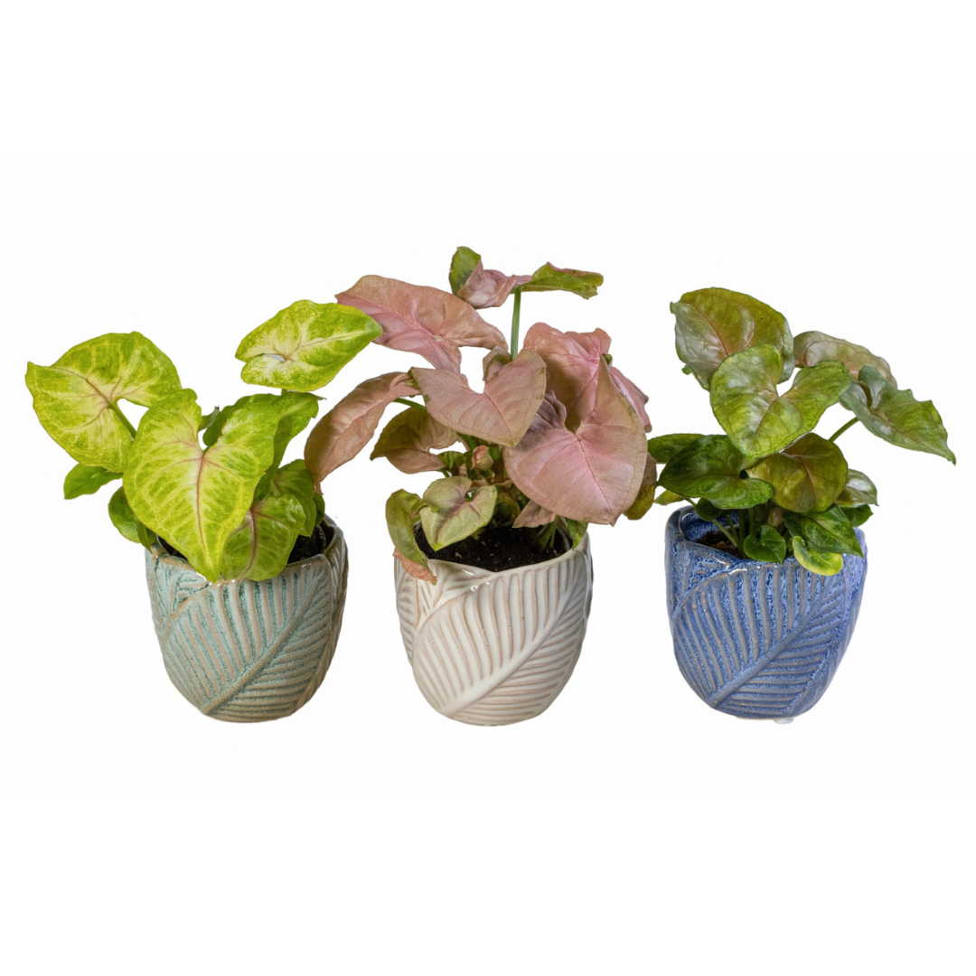 Syngonium Mix (14Ø 30cm)