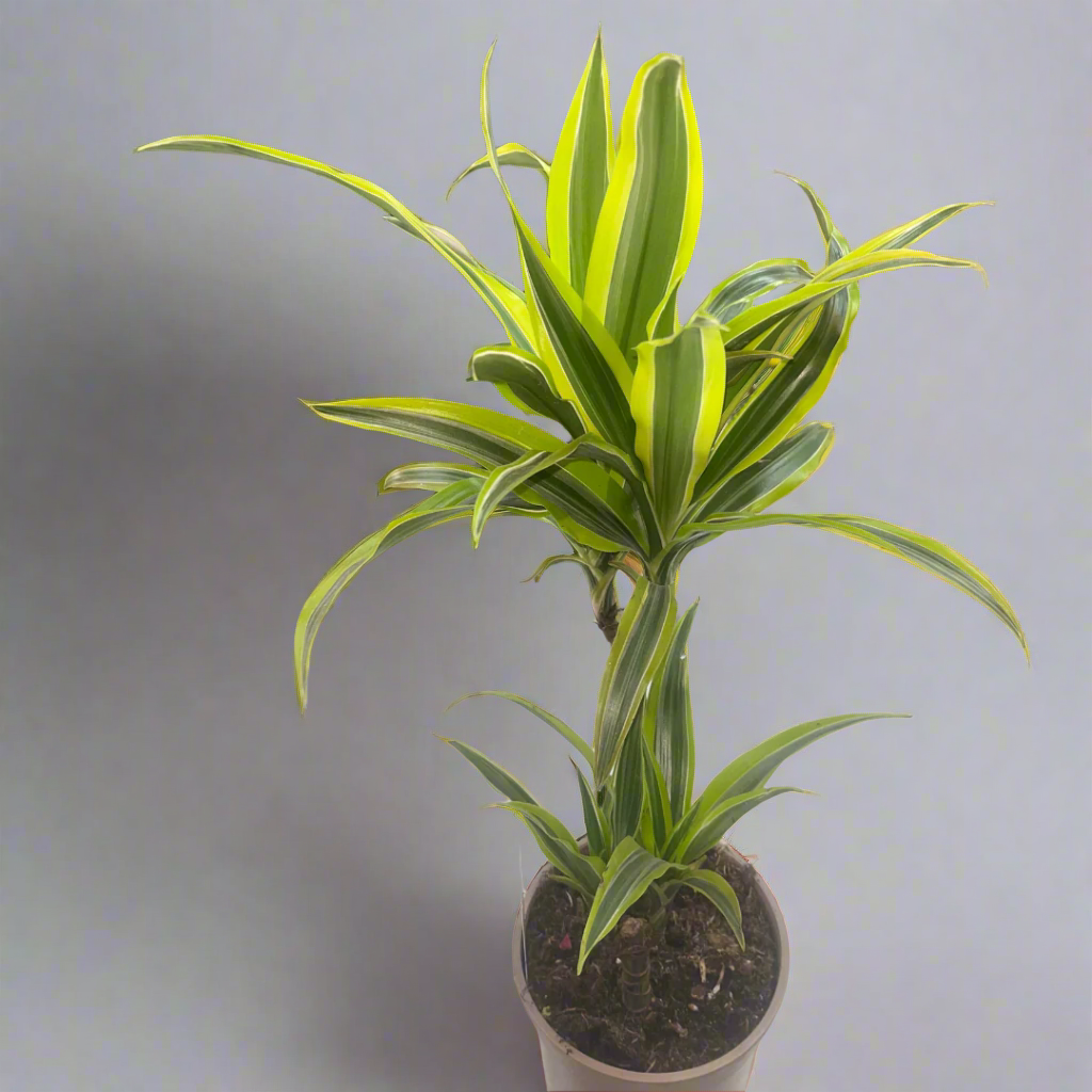 Dracaena Deremensis