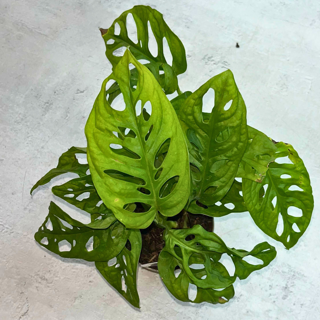 Monstera Obliqua: The Elusive Windowleaf