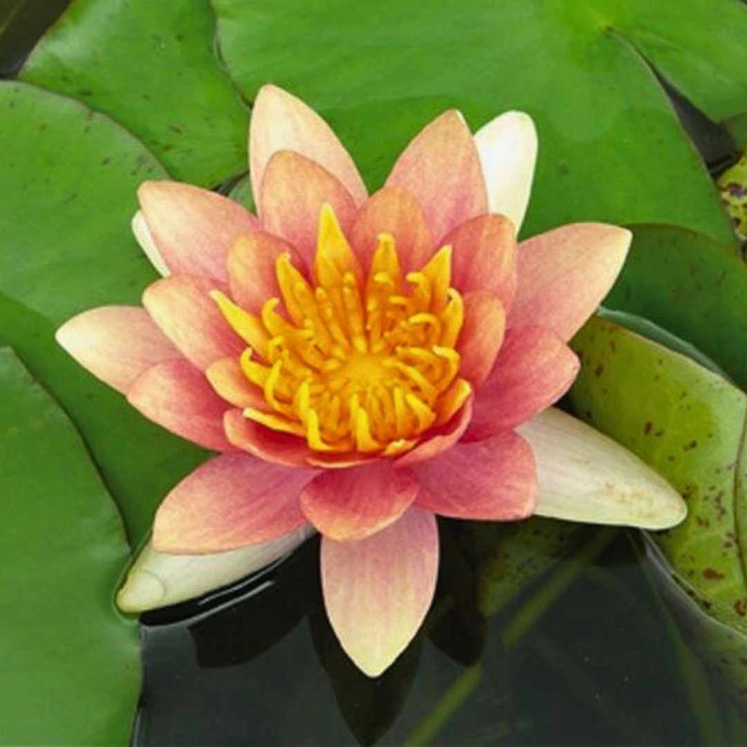 Waterlily: Graceful Beauty for Your Pond (NYMPHAEA)