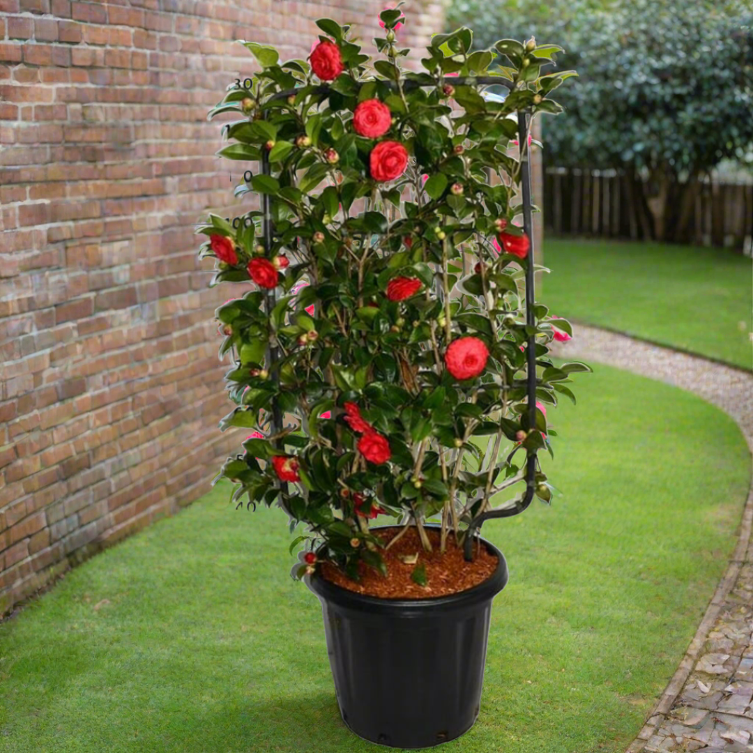 Camellia japonica (38Ø 150cm)