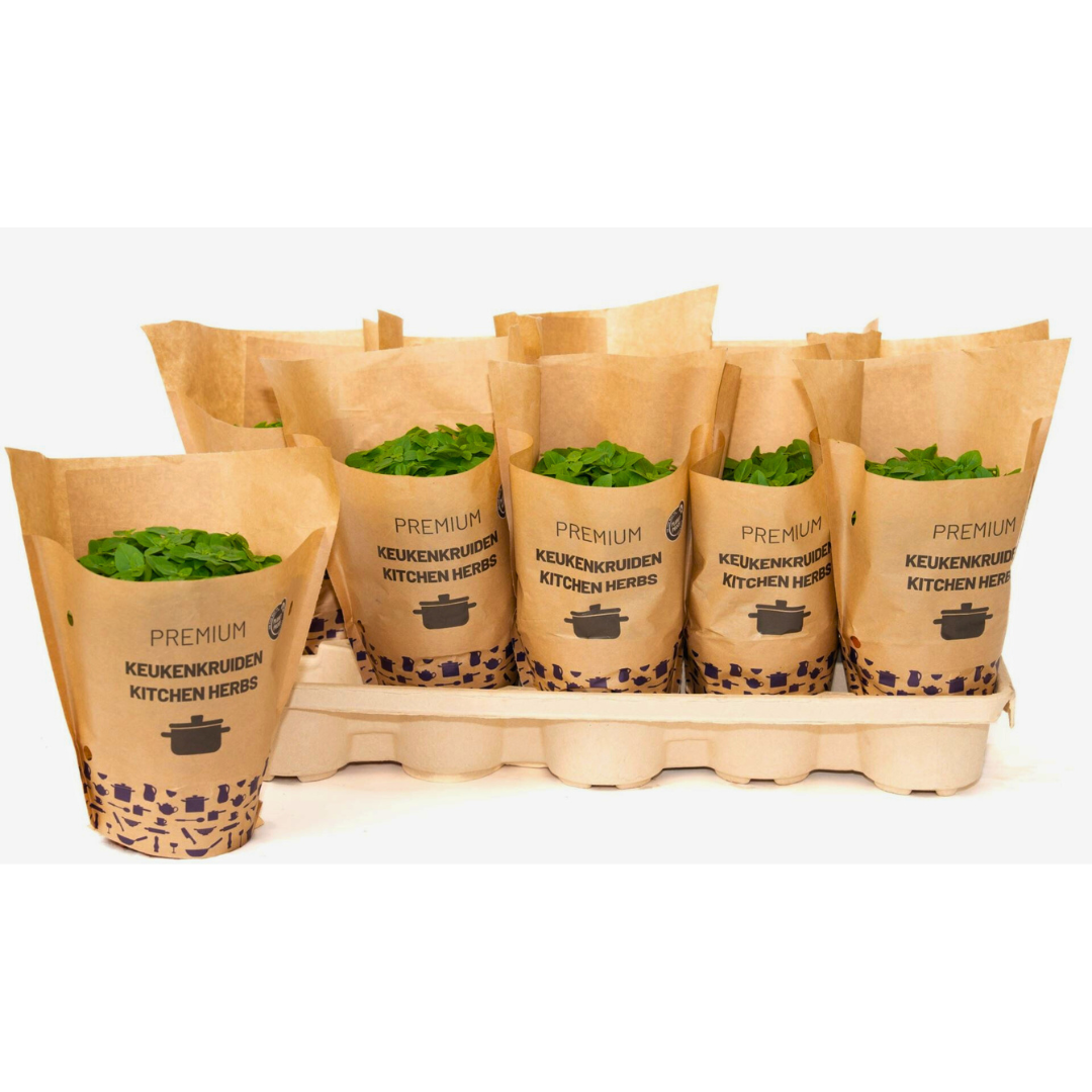 Basil Ocimum basilicum (Sweet Basil)