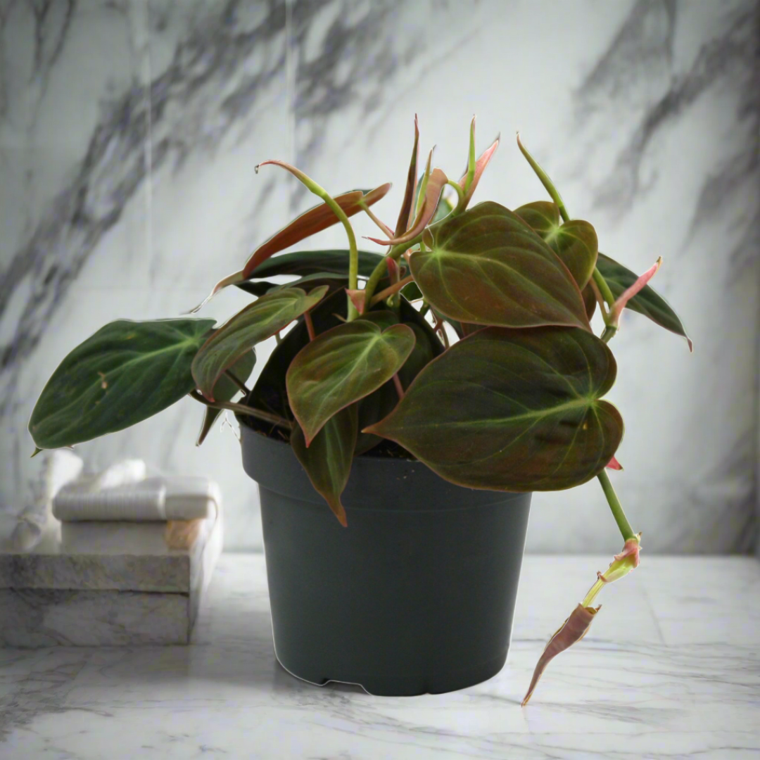 Philodendron Micans (15Ø 35cm)