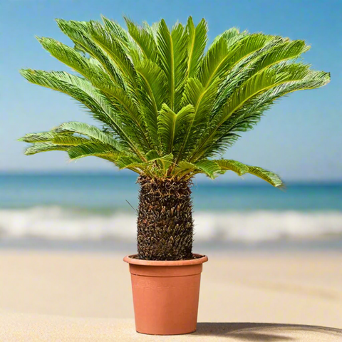 Cycas revoluta - Sago Palm ( 45Ø 155cm )