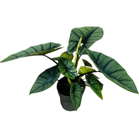 Alocasia Platinum (19Ø 60cm)