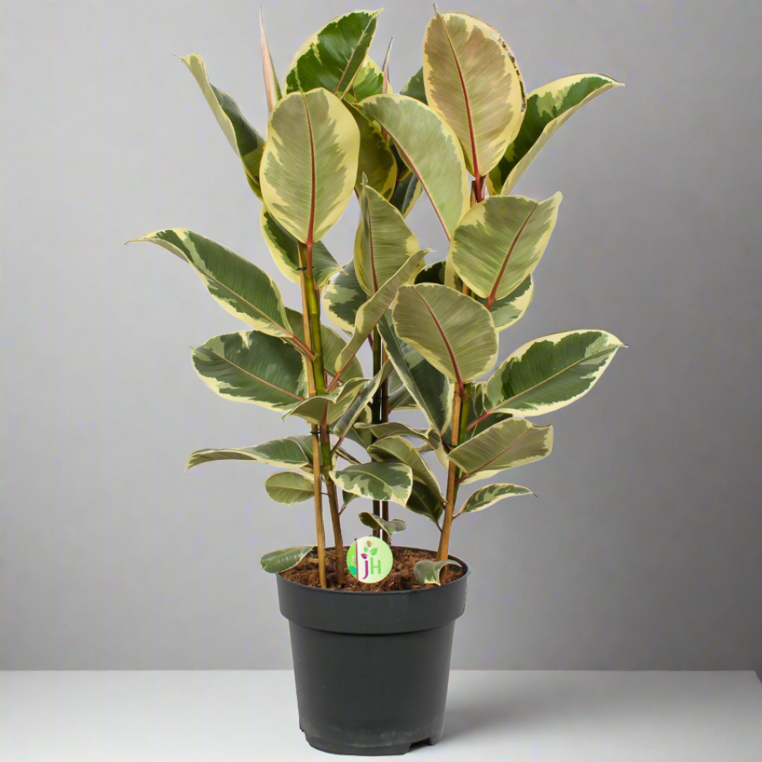 Ficus Elastica Tineke (27Ø 85cm)