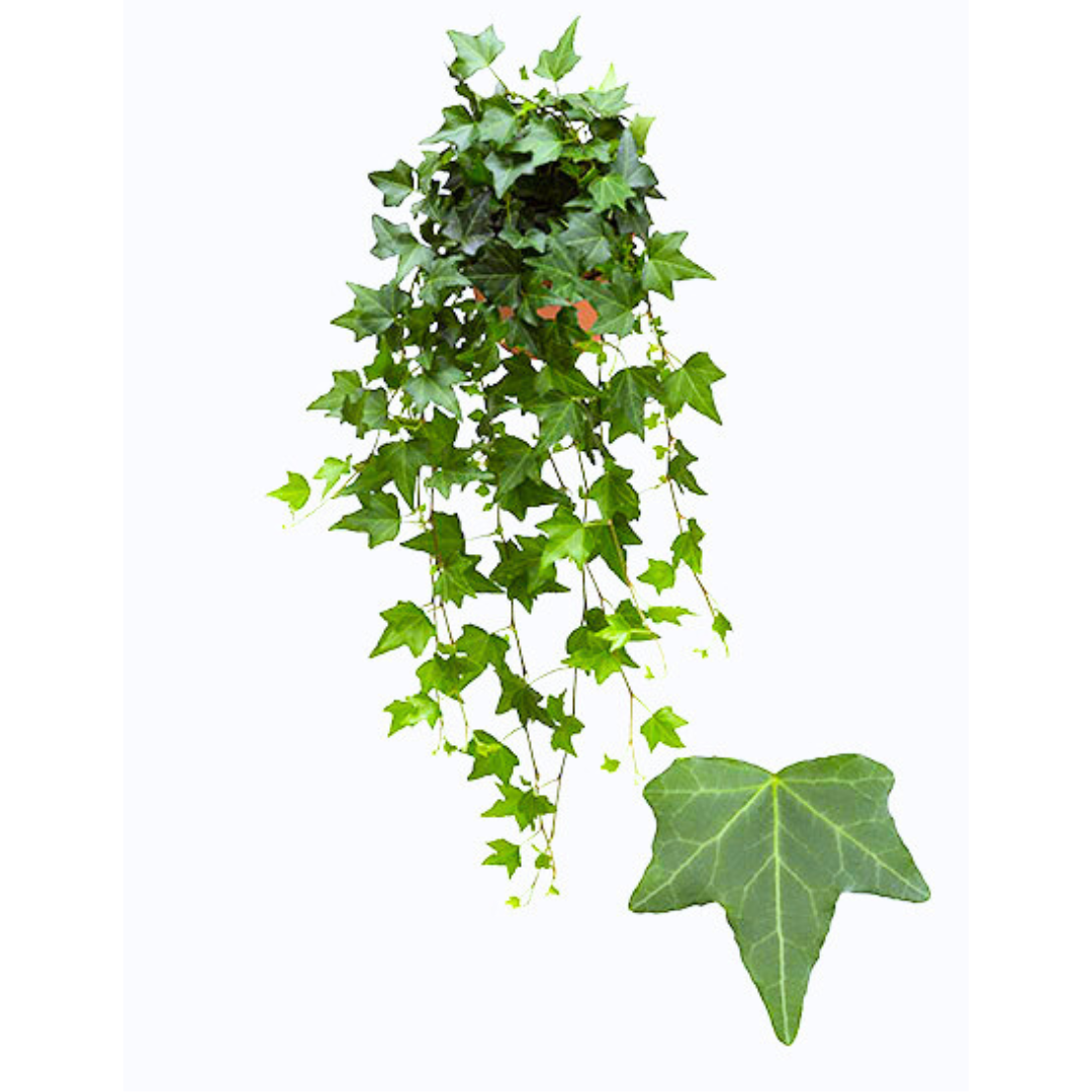 Hedera Helix 'Pittsburgh' (24Ø 100cm)