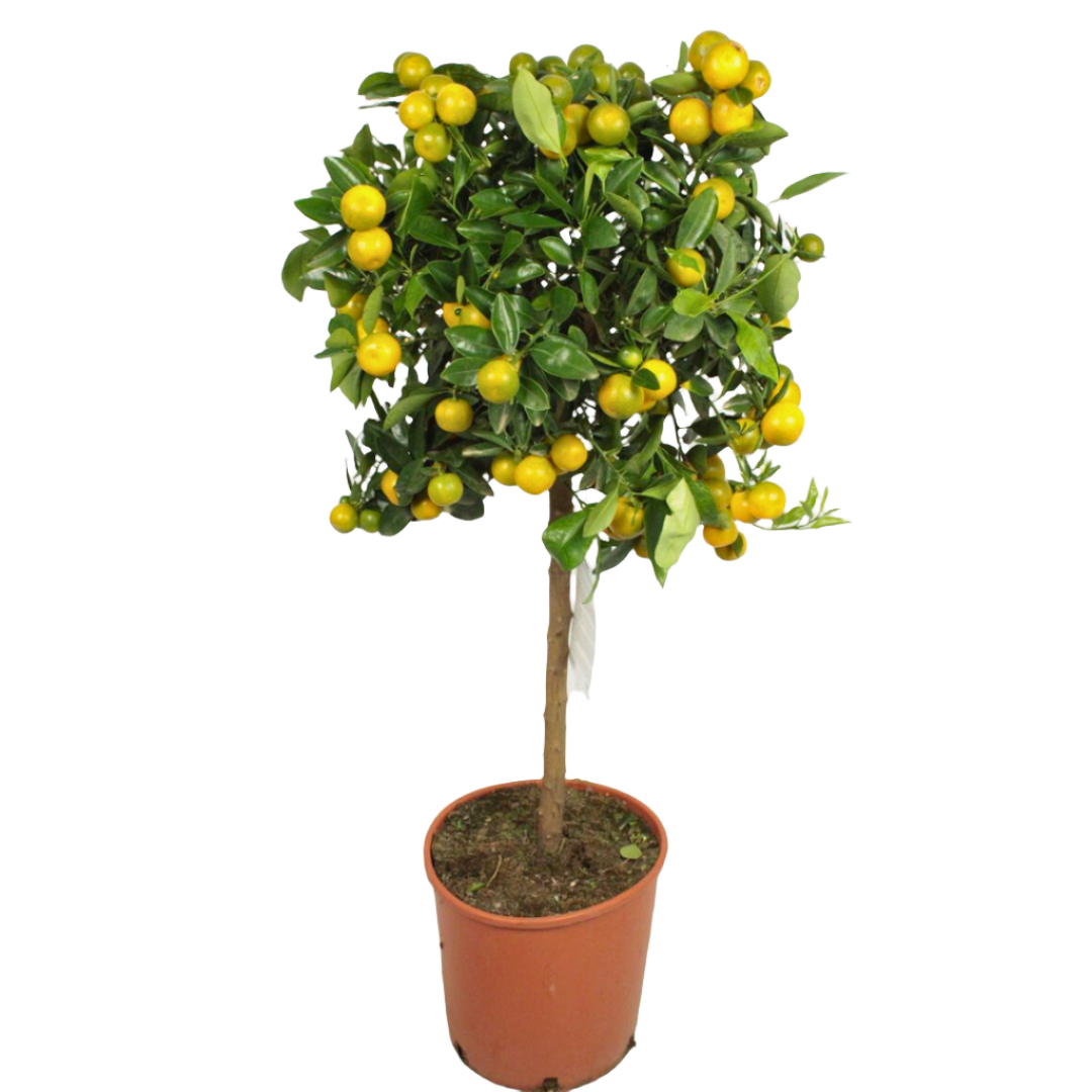 Citrus Microcarpa: The Tiny Titan of Citrus Trees (22Ø 70cm 9fr)