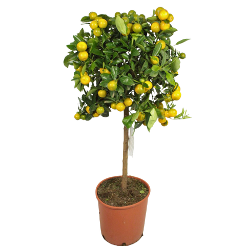 Citrus Microcarpa: The Tiny Titan of Citrus Trees (22Ø 70cm 9fr)