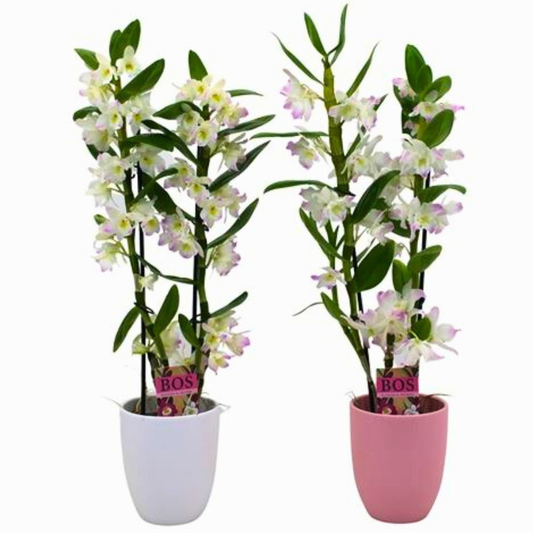 Dendrobium Nobile (12Ø 60cm 2Br)