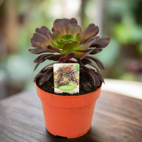 Aeonium Arboreum: The Showstopping Showoff (17Ø 35cm BLACK)