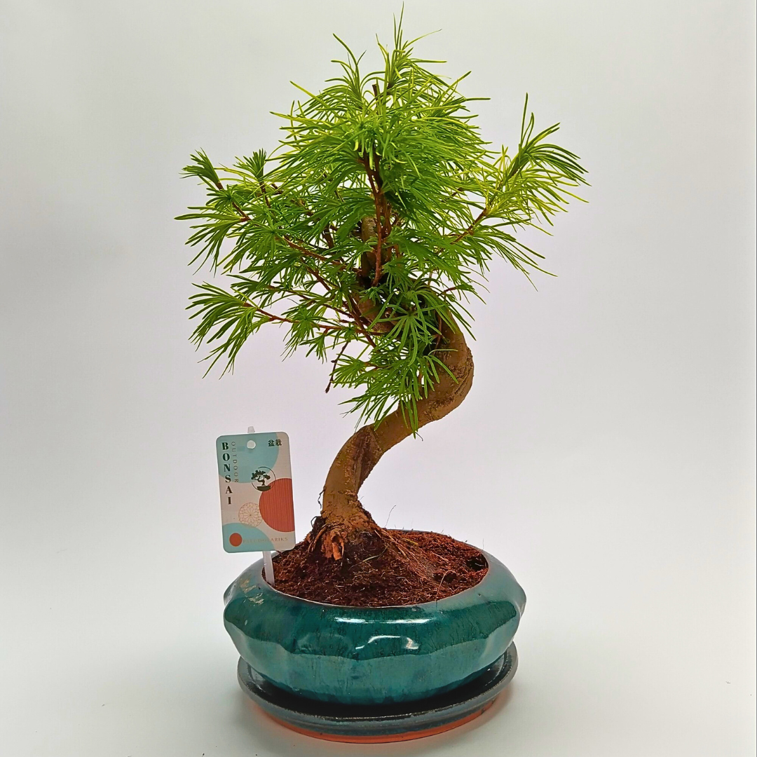 Pseudolarix Variegated (S-Shape Bonsai)