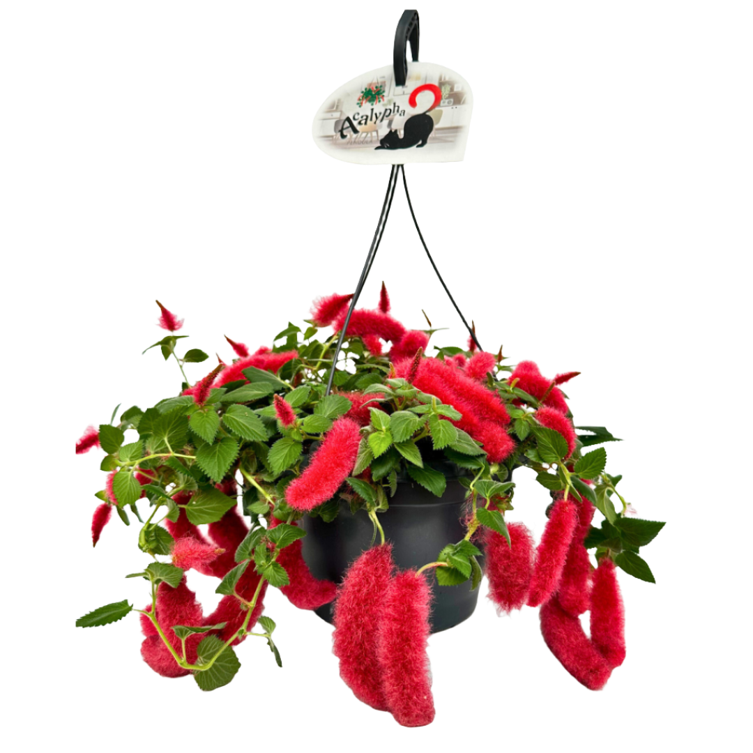 Acalypha Pendula: The Firetail with Flowing Flair (21Ø 25cm)
