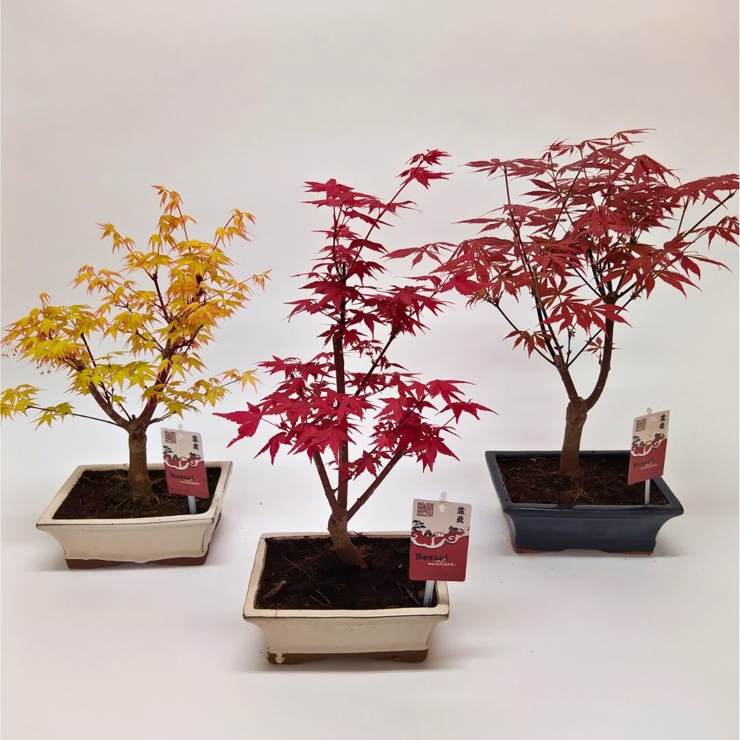 Acer Bonsai
