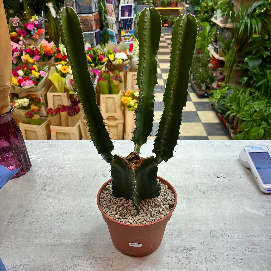 Euphorbia