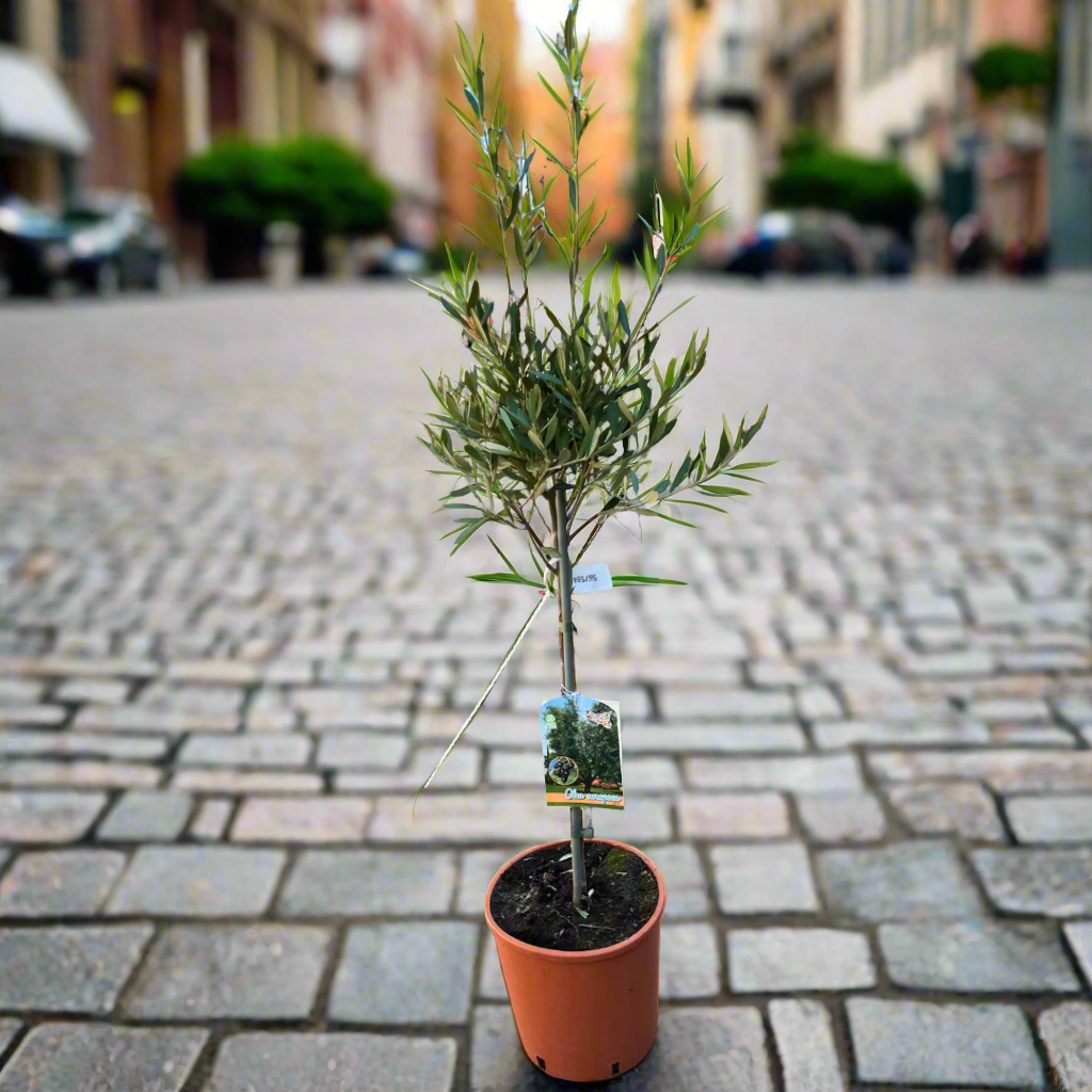 OLEA EUROPAEA CONT
