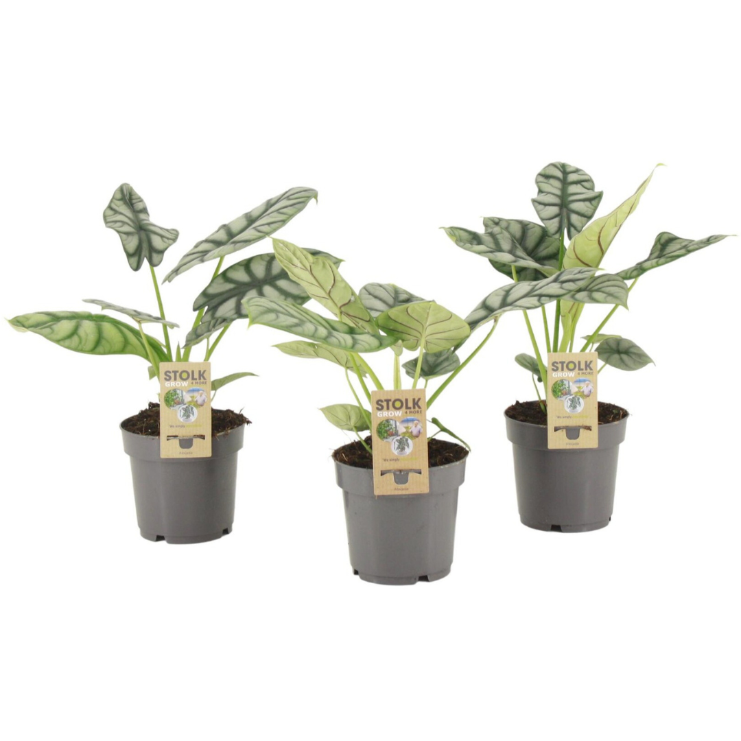 Alocasia Silver Dragon (14Ø 30cm)