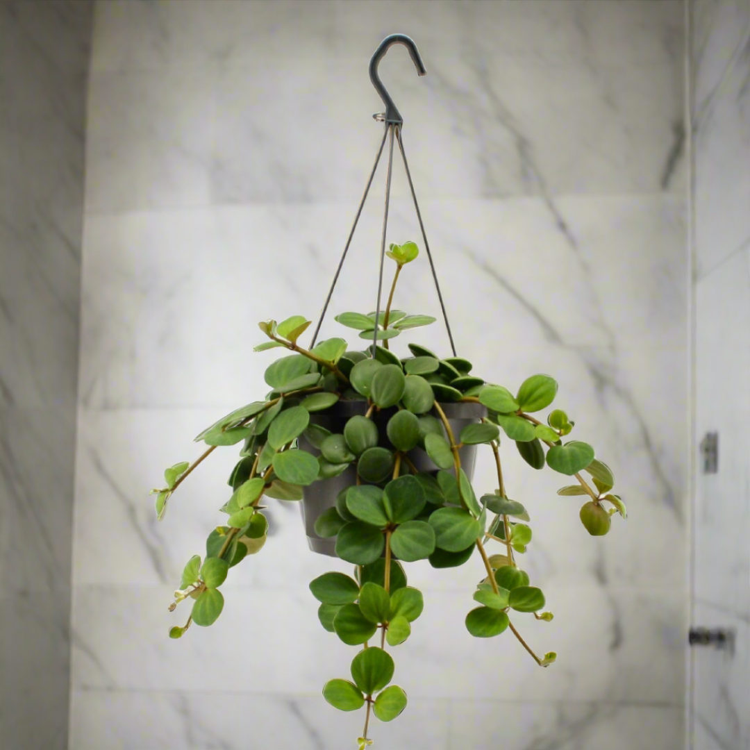 Peperomia Hope (11Ø 20cm)