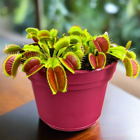 Dionaea Muscipula: The Venus Flytrap