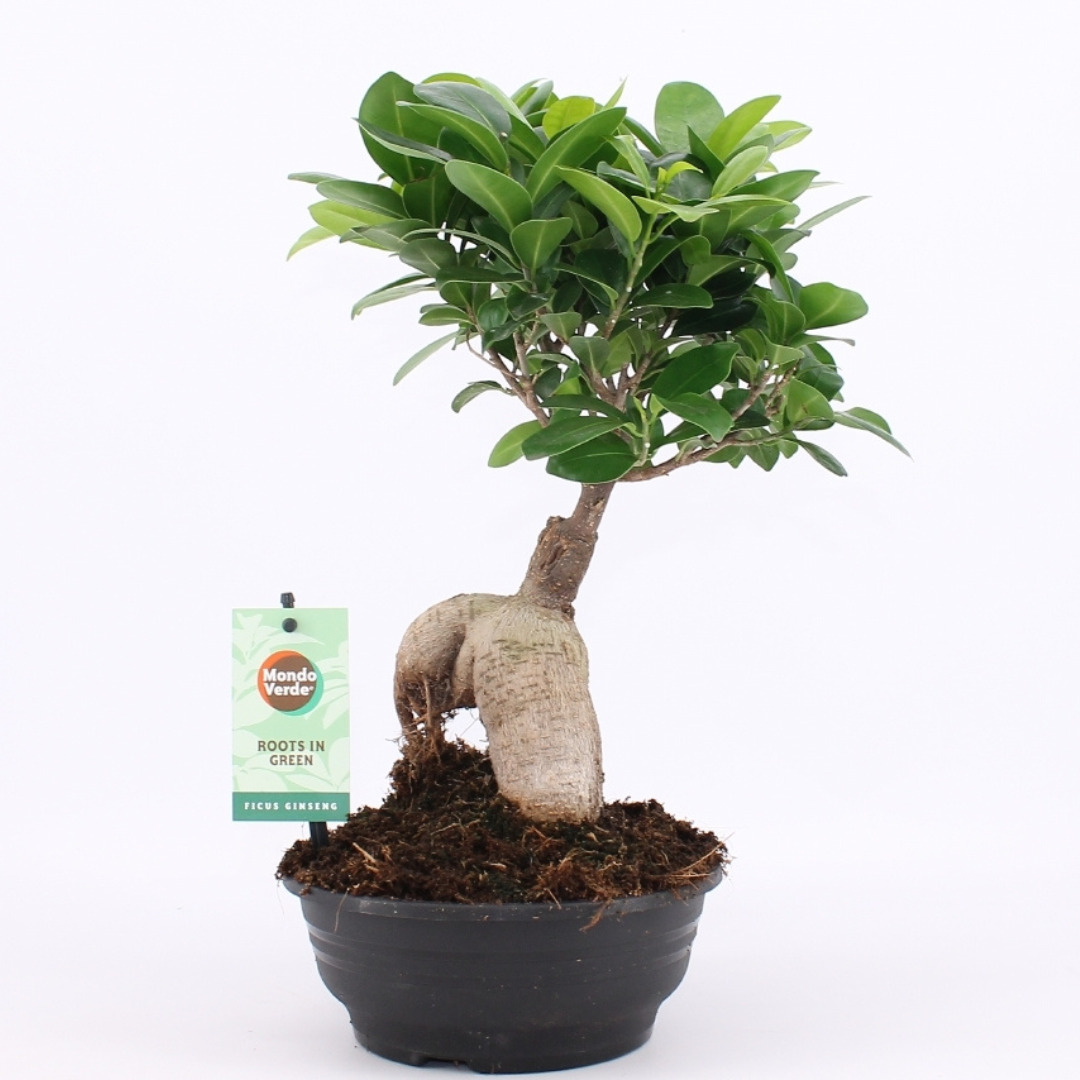 Ficus Ginseng Bonsai