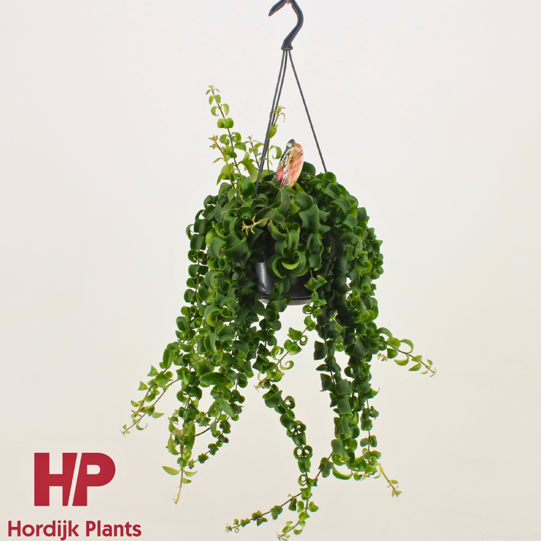 Aeschynanthus Rasta (15Ø 50cm)