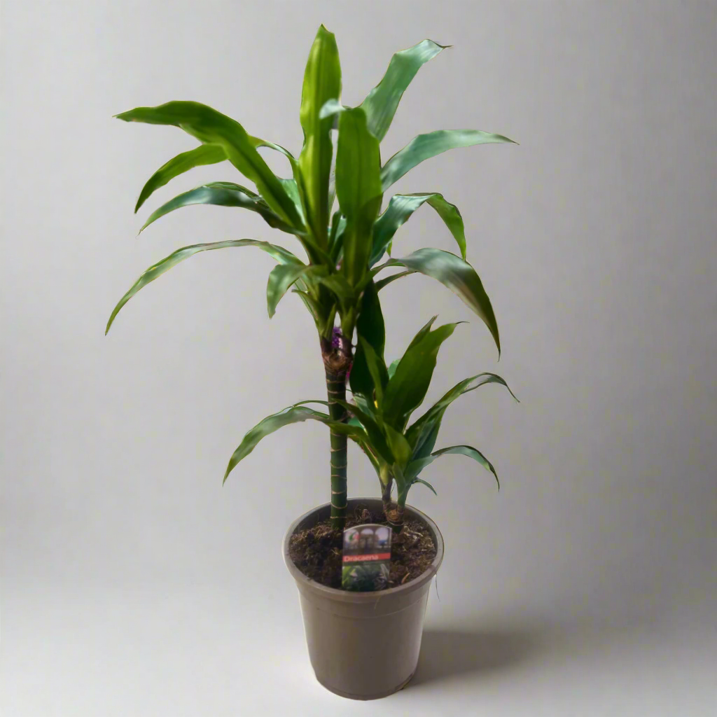 Dracaena Deremensis