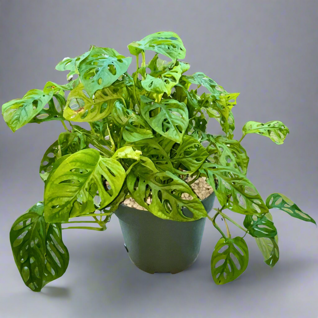 Monstera Obliqua: The Elusive Windowleaf