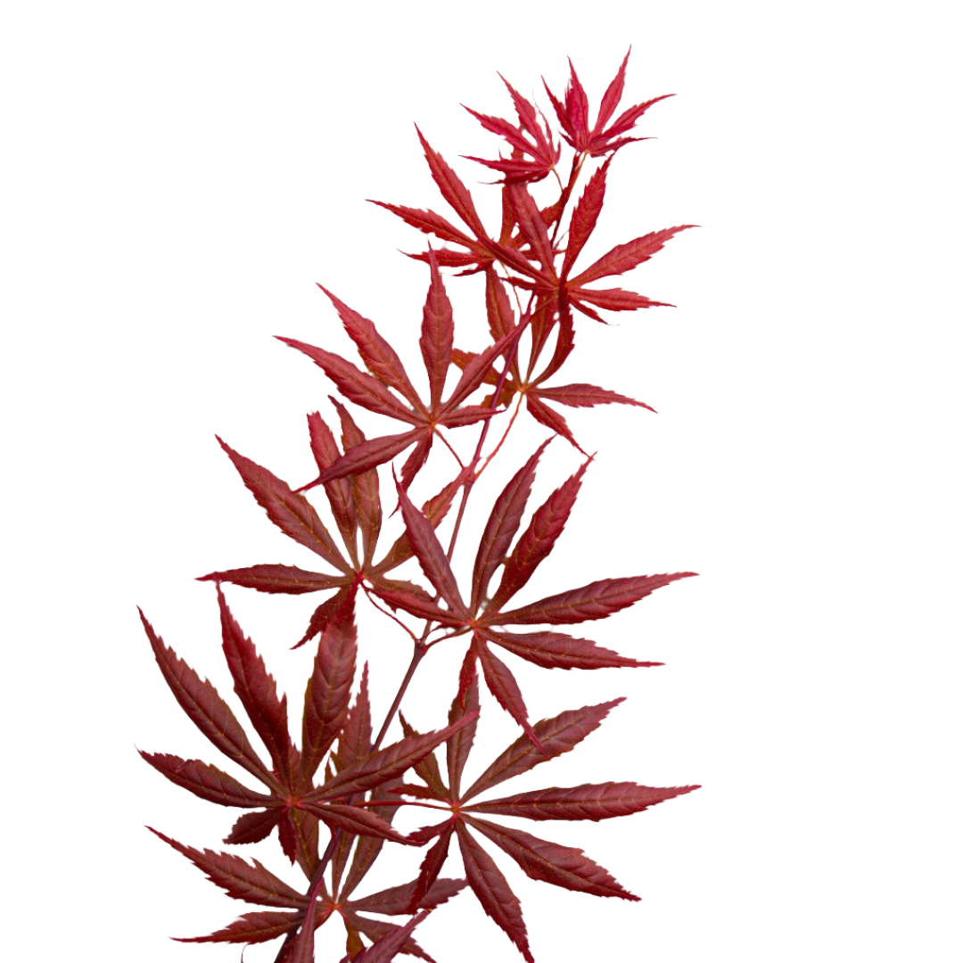 Acer Palmatum 15Ø 40cm