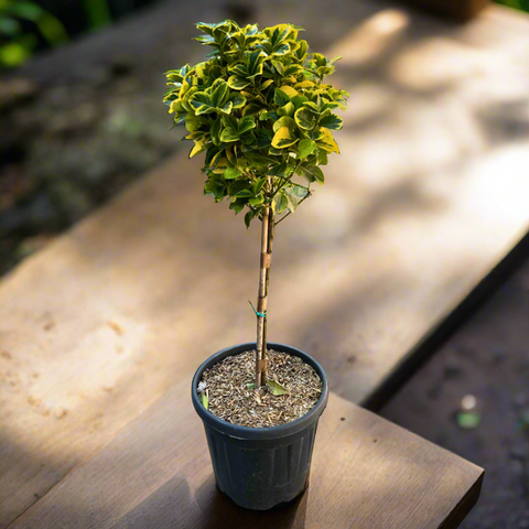 EUONYMUS JAPONICUS AUREA 1/4 FUSTO CLT 9