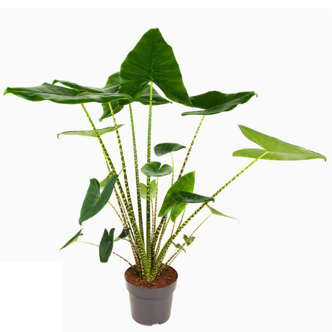 Alocasia Zebrina (19Ø 70cm)