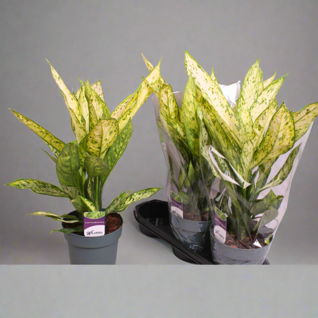 Dieffenbachia Vesuvius (19Ø 55cm)
