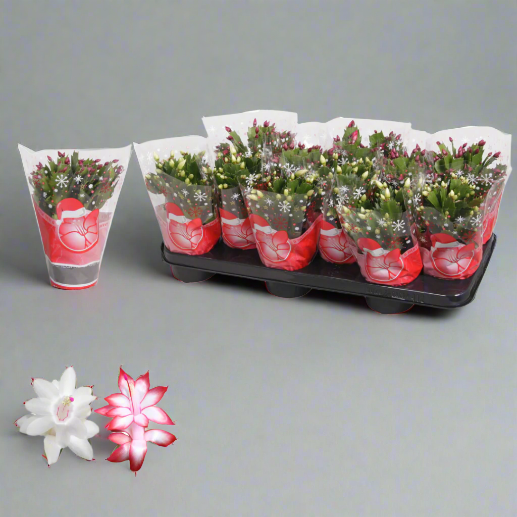 Schlumbergera (Christmas Cactus)