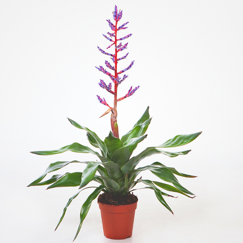 Aechmea Bromeliad 'Blue Rain' (15Ø 65cm)