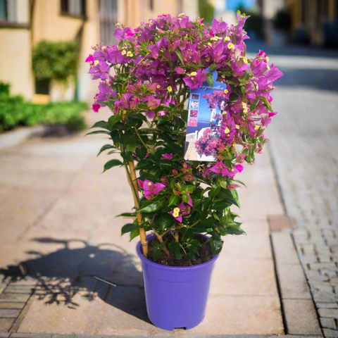 Bougainvillea (17Ø 70cm)