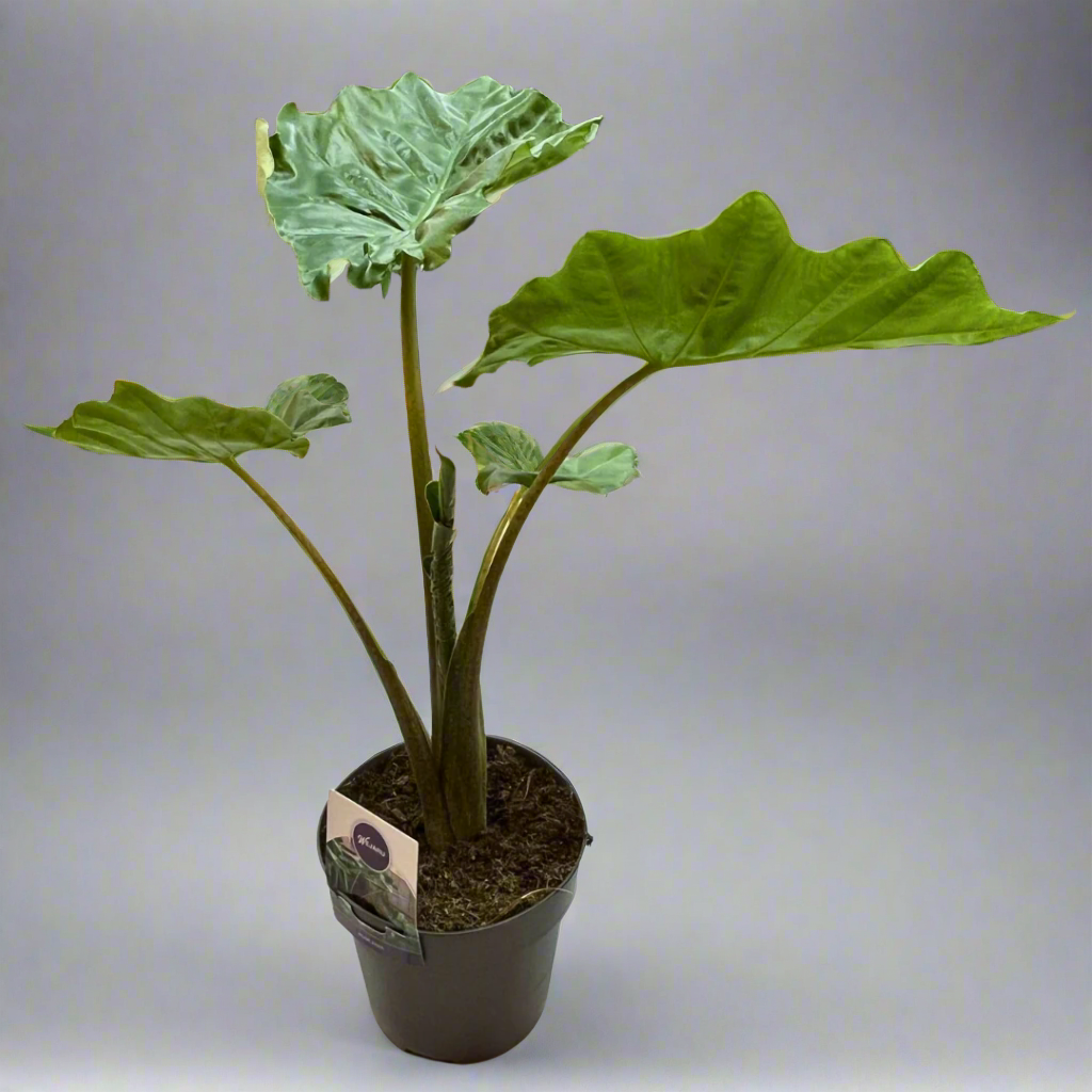 Potted Alocasia Portodora plant with large green leaves, displayed against a neutral background