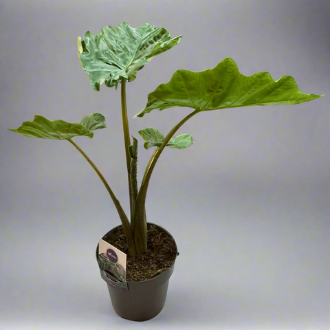Potted Alocasia Portodora plant with large green leaves, displayed against a neutral background