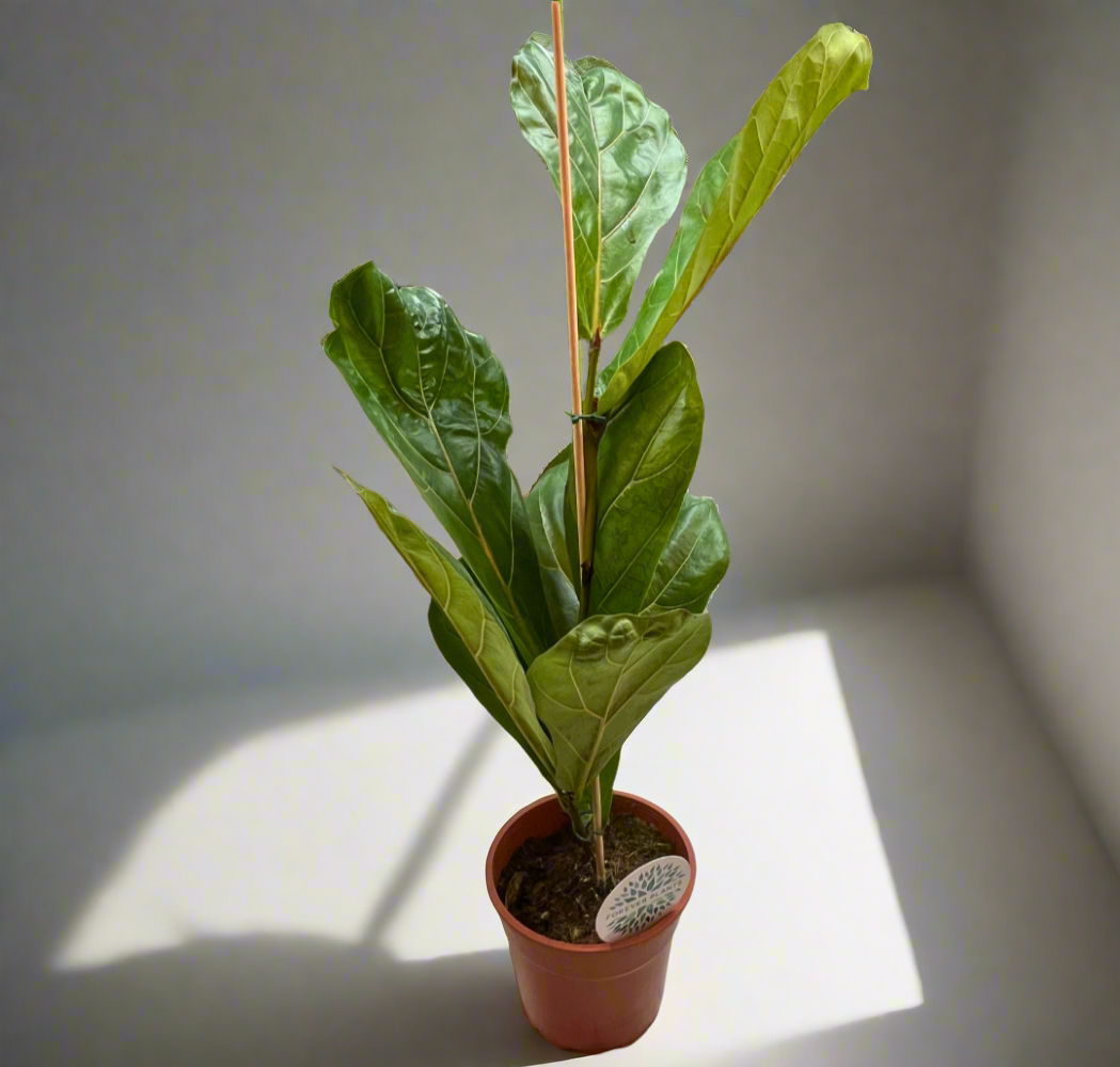 FICUS LYRATA