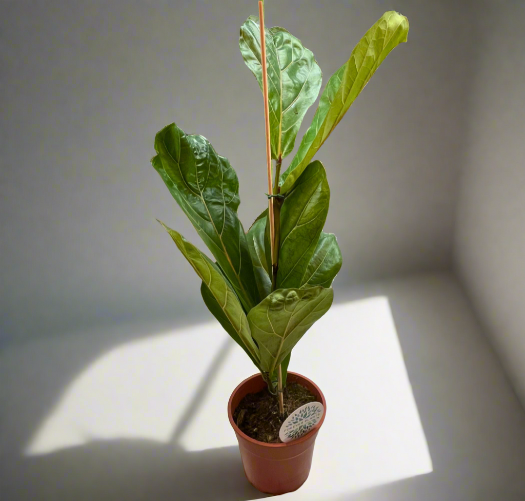 FICUS LYRATA