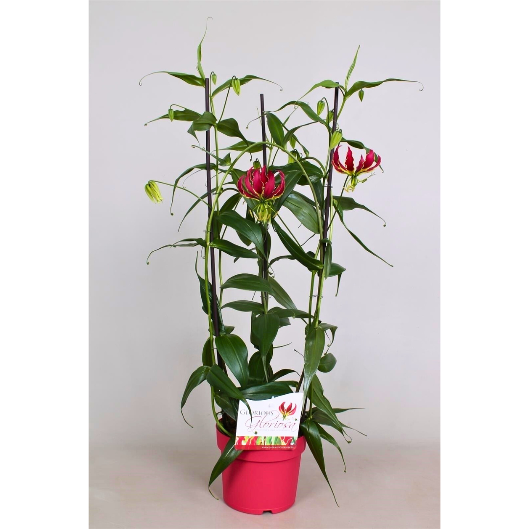 Gloriosa Rothschildiana: The Climbing Glory Lily