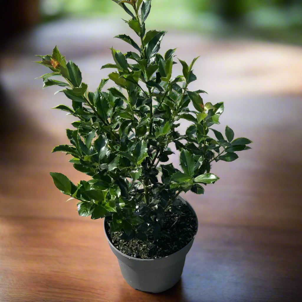 ILEX MES BLUE MAID (34Ø 120cm)