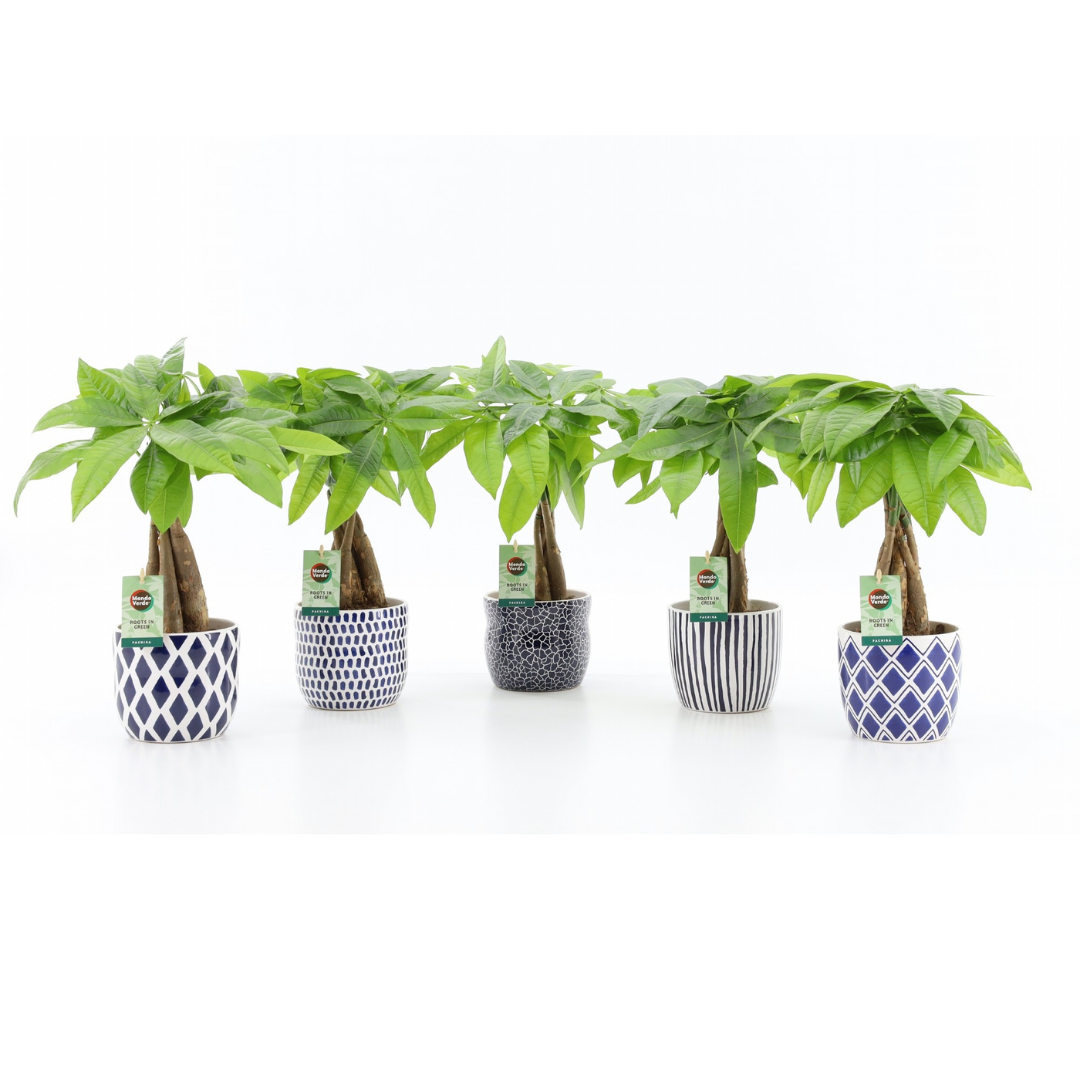 Money Tree (Pachira Aquatica)  (12Ø 55cm)
