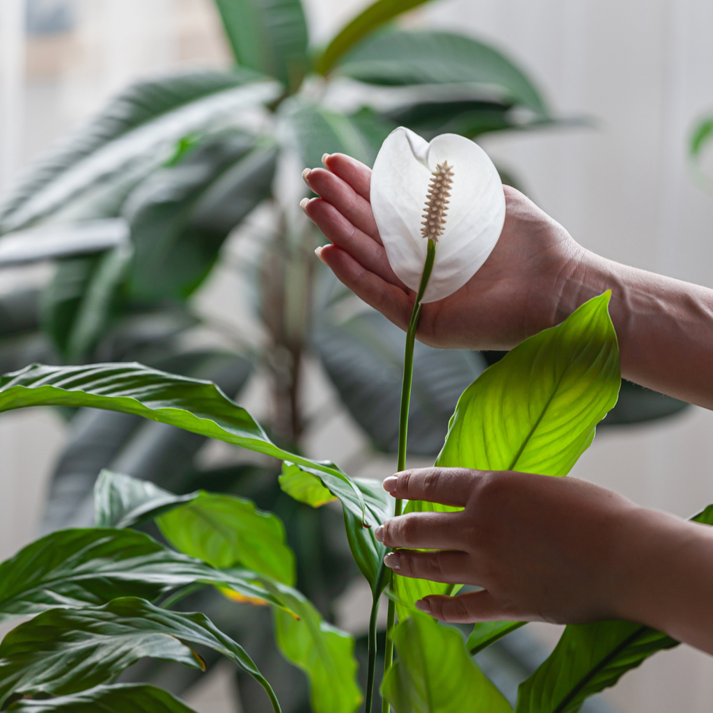 Spathiphyllum Bingo Cupido Peace Lily