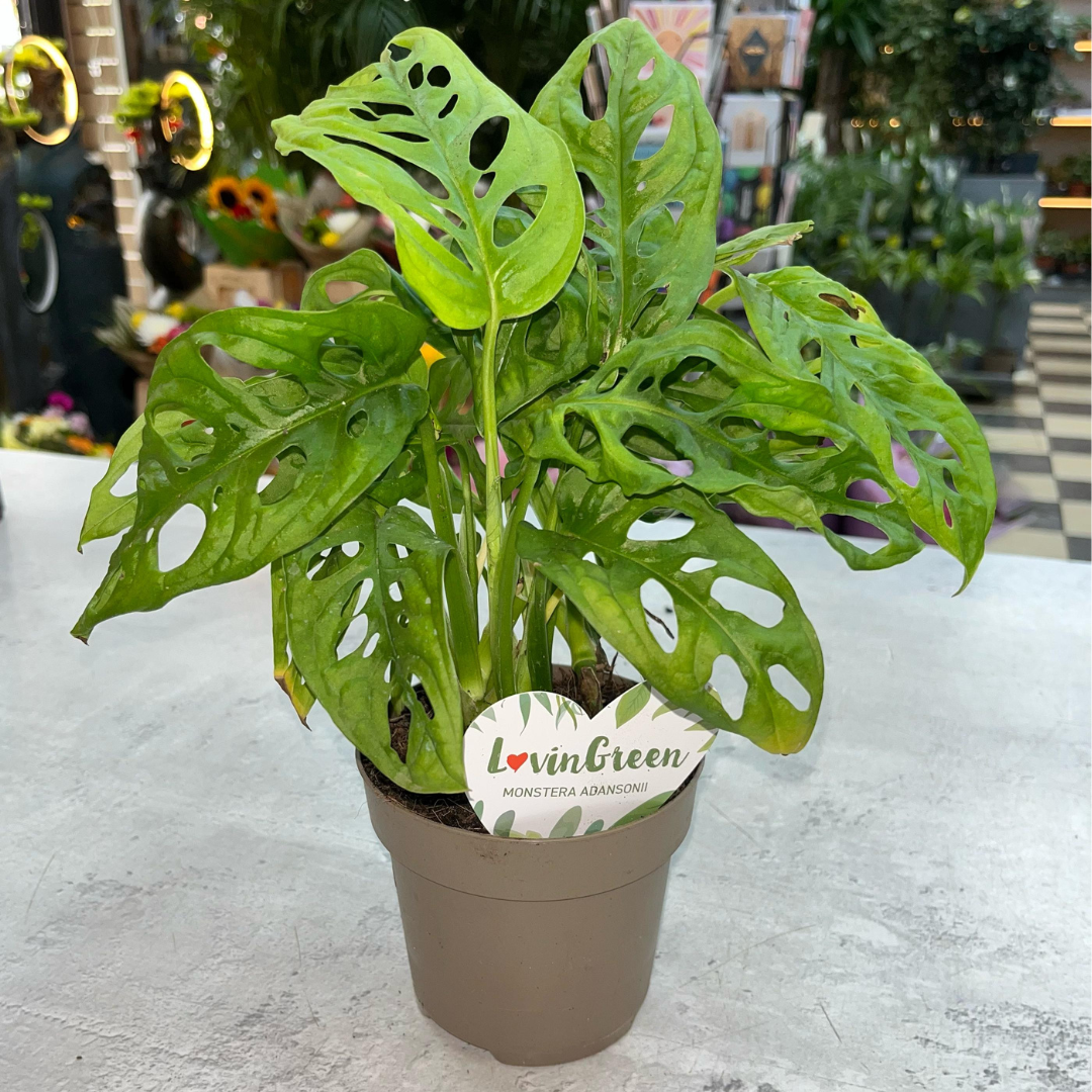 Monstera Obliqua: The Elusive Windowleaf