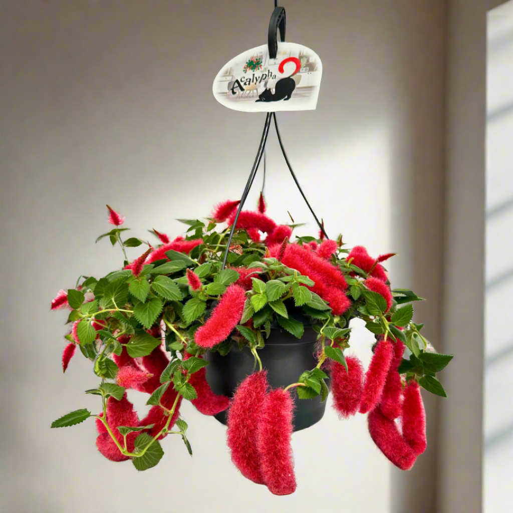 Acalypha Pendula: The Firetail with Flowing Flair (21Ø 25cm)