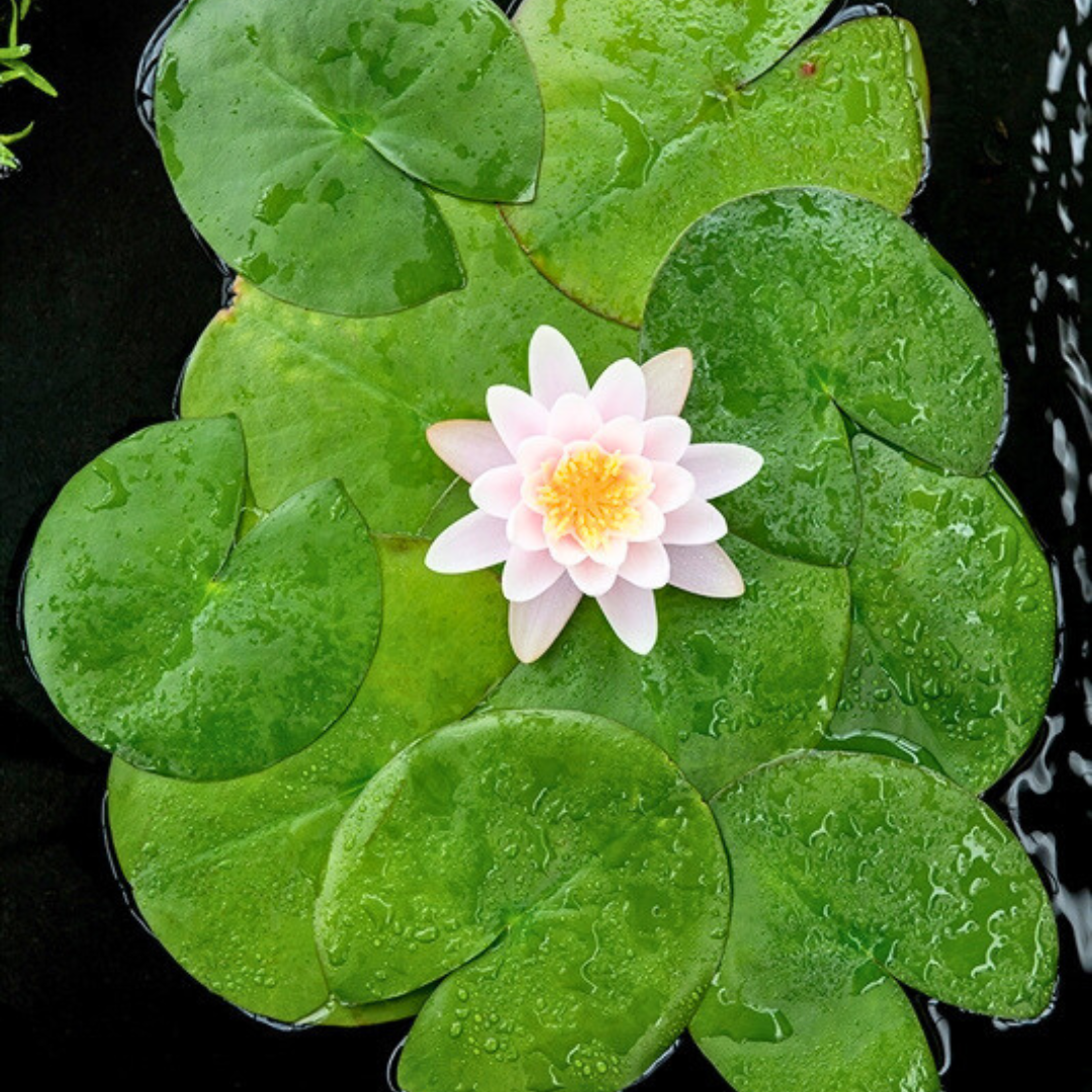Waterlily: Graceful Beauty for Your Pond (NYMPHAEA)