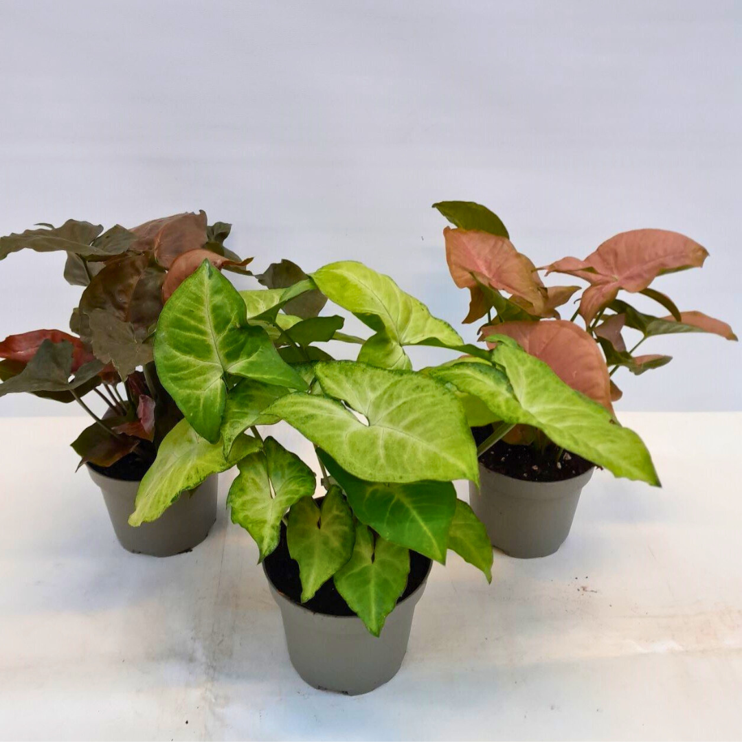 Syngonium Mix (14Ø 30cm)