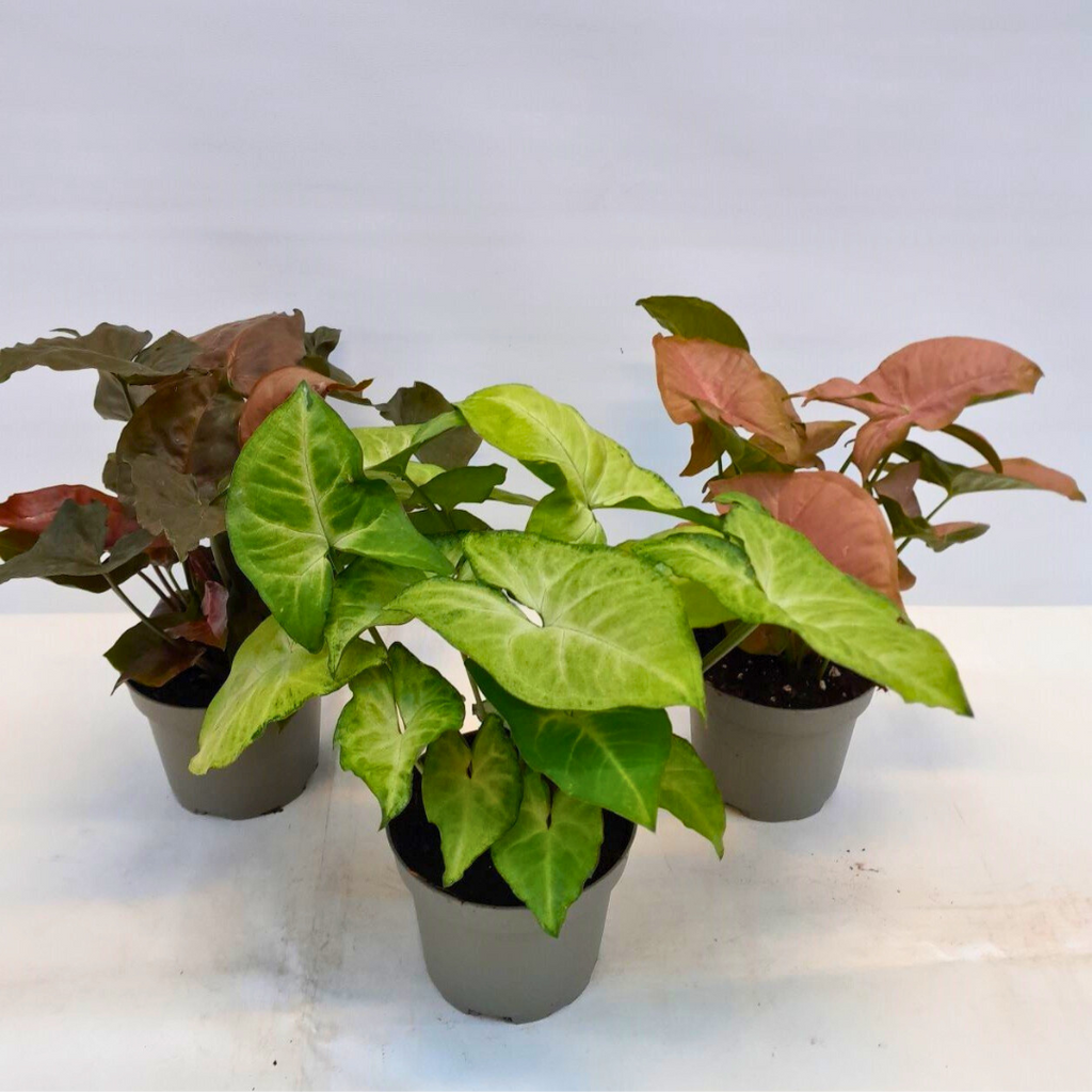 Syngonium Mix (14Ø 30cm)