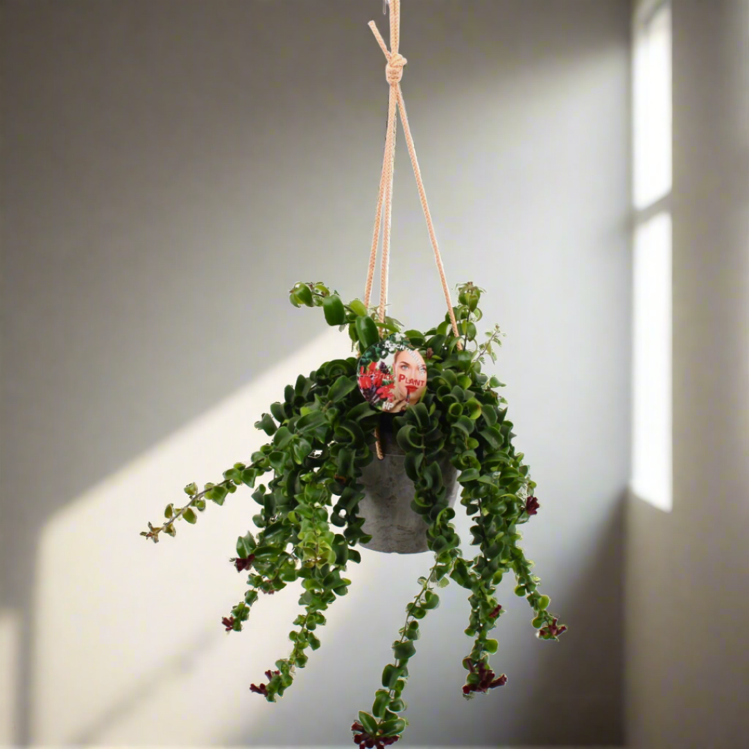 Aeschynanthus Rasta (15Ø 50cm)