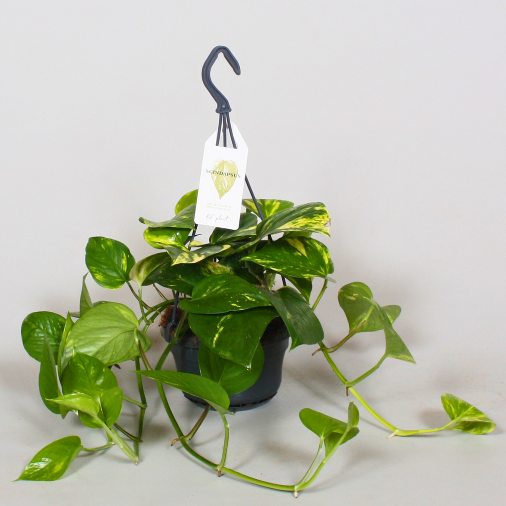 Epipremnum Aureum (15Ø 35cm)
