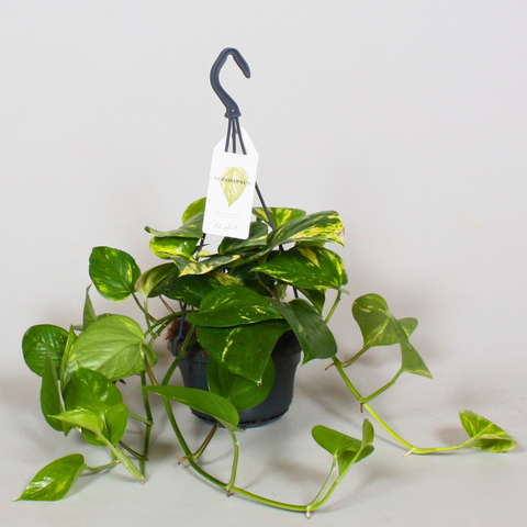 Epipremnum Aureum (15Ø 35cm)